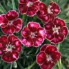 Ruby Glitter Dianthus Fragrant Perennial - 2.5 inch Pot - Red & White Blooms