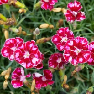 Ruby Glitter Dianthus Fragrant Perennial - 2.5 inch Pot - Red & White Blooms