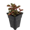 Ruby Glow Peperomia Plant - 2.5" Pot - Peperomia graveolens - Unique Houseplant