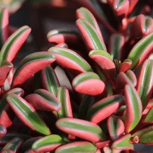 Ruby Glow Peperomia Plant - 2.5