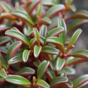 Ruby Glow Peperomia Plant - 2.5