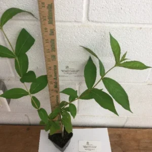 Ruby Red Weigela Plant - 6-12 Inch Tall Shrub - 4