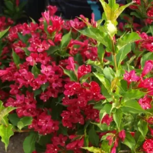 Ruby Red Weigela Plant - 6-12 Inch Tall Shrub - 4