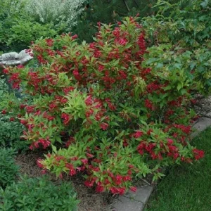 Ruby Red Weigela Plant - 6-12 Inch Tall Shrub - 4