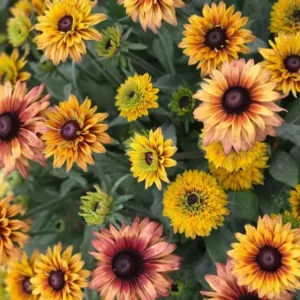 Rudbeckia Hirta Sahara Gloriosa Daisy Starter Plant Multicolor Flower