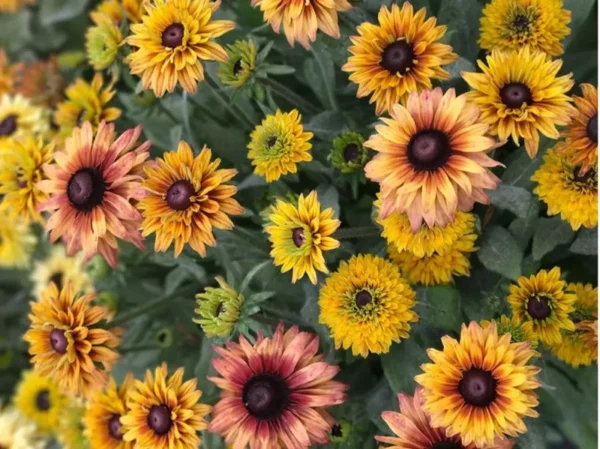 Rudbeckia Hirta Sahara Gloriosa Daisy Starter Plant Multicolor Flower