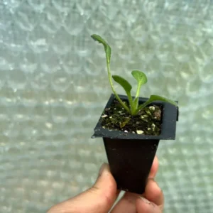 Rudbeckia Hirta Sahara Gloriosa Daisy Starter Plant Multicolor Flower