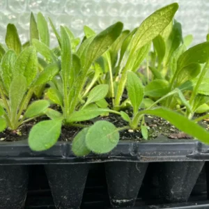 Rudbeckia Hirta Sahara Gloriosa Daisy Starter Plant Multicolor Flower