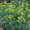 Rue Live Plant - 4in Pot - Herb of Grace Common Rue - Ruta Graveolens