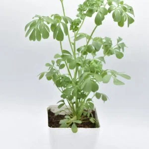 Rue Live Plant - 4in Pot - Herb of Grace Common Rue - Ruta Graveolens
