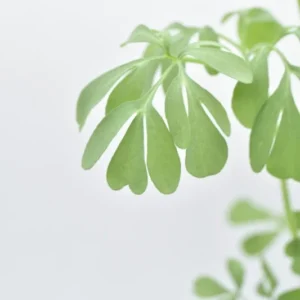 Rue Live Plant - 4in Pot - Herb of Grace Common Rue - Ruta Graveolens