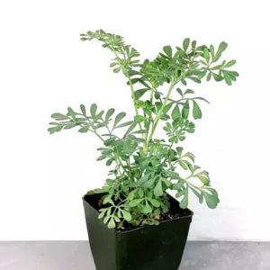 Rue Live Plant - 4in Pot - Herb of Grace Common Rue - Ruta Graveolens