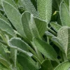 Sage Herb Plant - 5 Inch Culinary Herb Garden Plant
