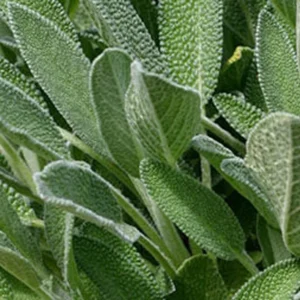 Sage Herb Plant - 5 Inch Culinary Herb Garden Plant