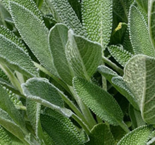 Sage Herb Plant - 5 Inch Culinary Herb Garden Plant