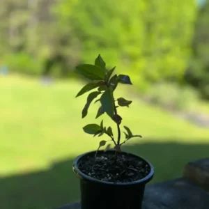 Sage Pineapple Herb Live Plant Collection - Organically Grown Herbs for Garden and Home