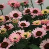 Salmon Coneflower Plant - Echinacea - 2.5 inch Pot - Garden Flower