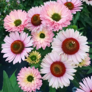 Salmon Coneflower Plant - Echinacea - 2.5 inch Pot - Garden Flower