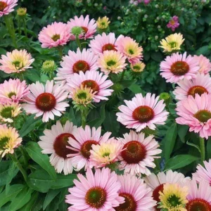 Salmon Coneflower Plant - Echinacea - 2.5 inch Pot - Garden Flower