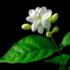 Sambac Jasmine Plant - White Jasmine Flowers - 8-12" Height - 4" Pot