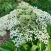 Sambucus Canadensis Pocahontas Elderberry Plant 4x9 Tree Pot White Flowers