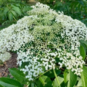 Sambucus Canadensis Pocahontas Elderberry Plant 4x9 Tree Pot White Flowers