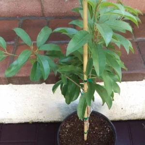 Sapodilla Alano Tropical Fruit Tree - Grafted - 3 Feet Tall - Container Ready