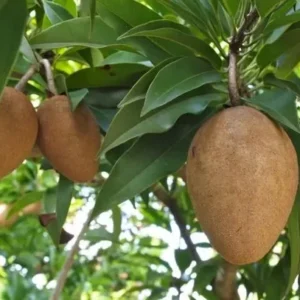 Sapodilla Alano Tropical Fruit Tree - Grafted - 3 Feet Tall - Container Ready