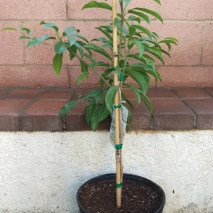 Sapodilla Alano Tropical Fruit Tree - Grafted - 3 Feet Tall - Container Ready