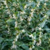 Sarcococca Hookeriana Humilis Dwarf Sweet Box Plant 6-12 Inch Potted Plant