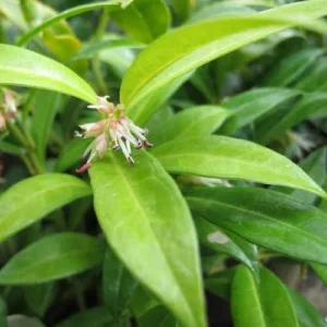 Sarcococca Hookeriana Humilis Dwarf Sweet Box Plant 6-12 Inch Potted Plant