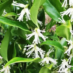 Sarcococca Ruscifolia Plant - Fragrant Sweet Box Tree - 4-8" Potted Plant