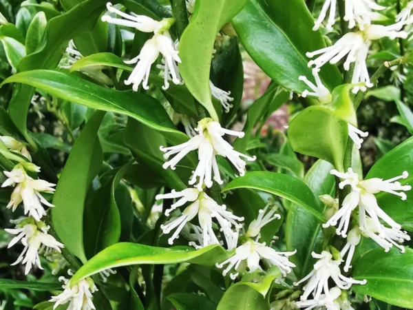 Sarcococca Ruscifolia Plant - Fragrant Sweet Box Tree - 4-8" Potted Plant