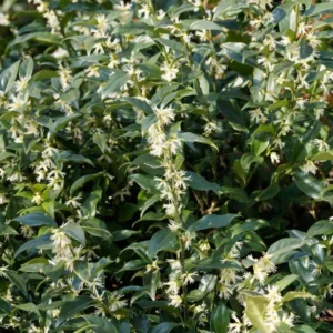 Sarcococca Ruscifolia Plant - Fragrant Sweet Box Tree - 4-8