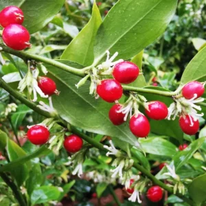 Sarcococca Ruscifolia Plant - Fragrant Sweet Box Tree - 4-8