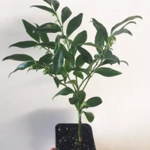 Sarcococca Ruscifolia Plant - Fragrant Sweet Box Tree - 4-8