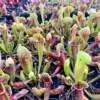 Sarracenia Green Pitcher Plant - 4 Inch Pot - Carnivorous Plant