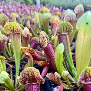 Sarracenia Green Pitcher Plant - 4 Inch Pot - Carnivorous Plant