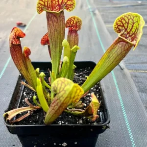 Sarracenia Green Pitcher Plant - 4 Inch Pot - Carnivorous Plant