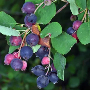 Saskatoon Serviceberry Plant - 8-12 Inch Tall - Edible Shrub - Self-Pollinating