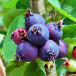 Saskatoon Serviceberry Plant - 8-12 Inch Tall - Edible Shrub - Self-Pollinating