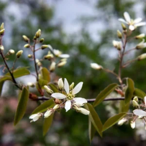 Saskatoon Serviceberry Plant - 8-12 Inch Tall - Edible Shrub - Self-Pollinating