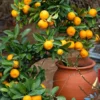 Satsuma Orange Fruit Tree Seedling - Live Mandarin Citrus Plant 4" to 10"