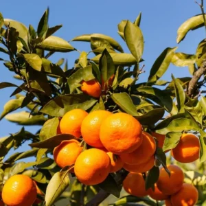 Satsuma Orange Fruit Tree Seedling - Live Mandarin Citrus Plant 4