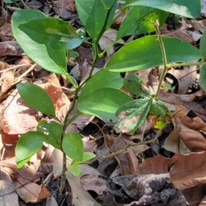 Satsuma Orange Fruit Tree Seedling - Live Mandarin Citrus Plant 4