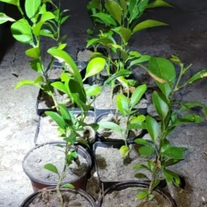Satsuma Orange Fruit Tree Seedling - Live Mandarin Citrus Plant 4