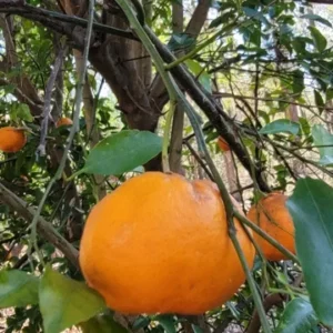 Satsuma Orange Fruit Tree Seedling - Live Mandarin Citrus Plant 4
