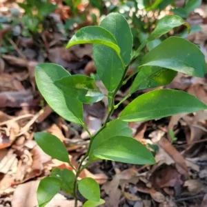 Satsuma Orange Fruit Tree Seedling - Live Mandarin Citrus Plant 4