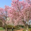 Saucer Magnolia Plant - 12-18" 1 Gallon Potted Magnolia Soulangeana Tree