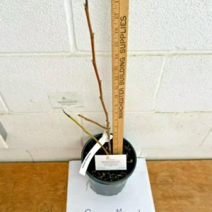 Saucer Magnolia Plant - 12-18" 1 Gallon Potted Magnolia Soulangeana Tree